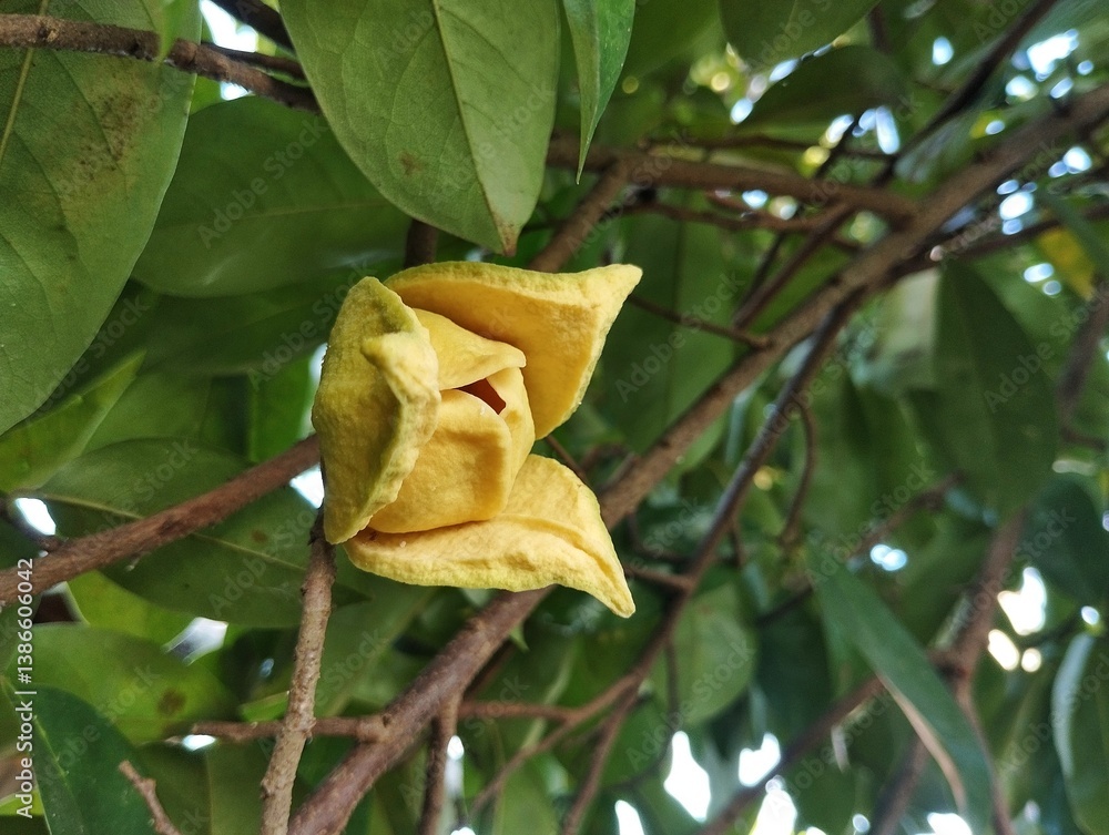 Fototapeta premium Soursop flower (Annona muricata) still on tree in outdoor garden 