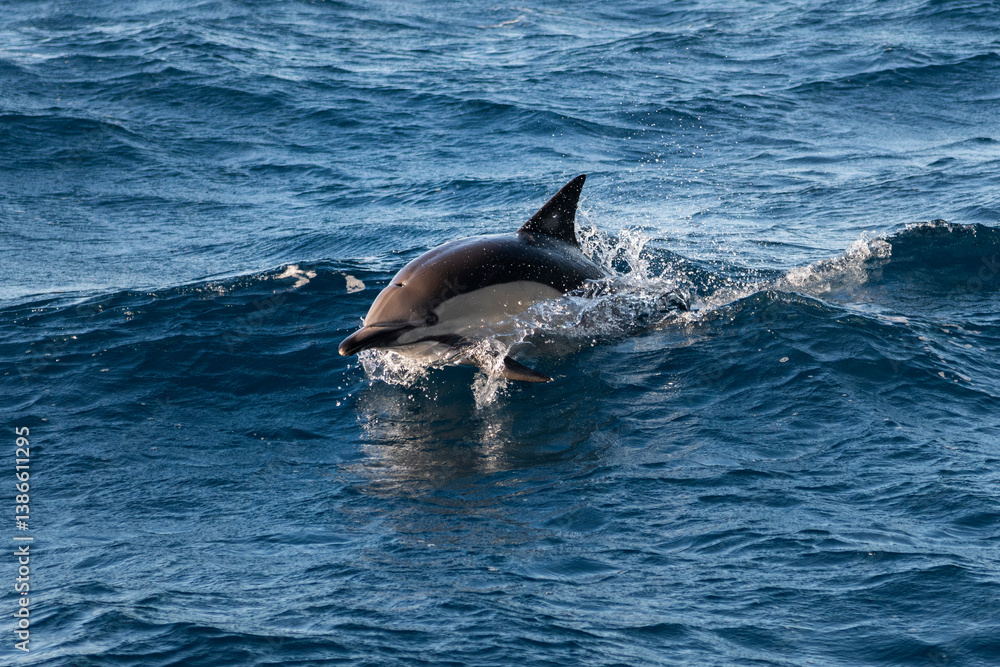 Naklejka premium A close-up of a dolphin leaping from the ocean on a sunny day.