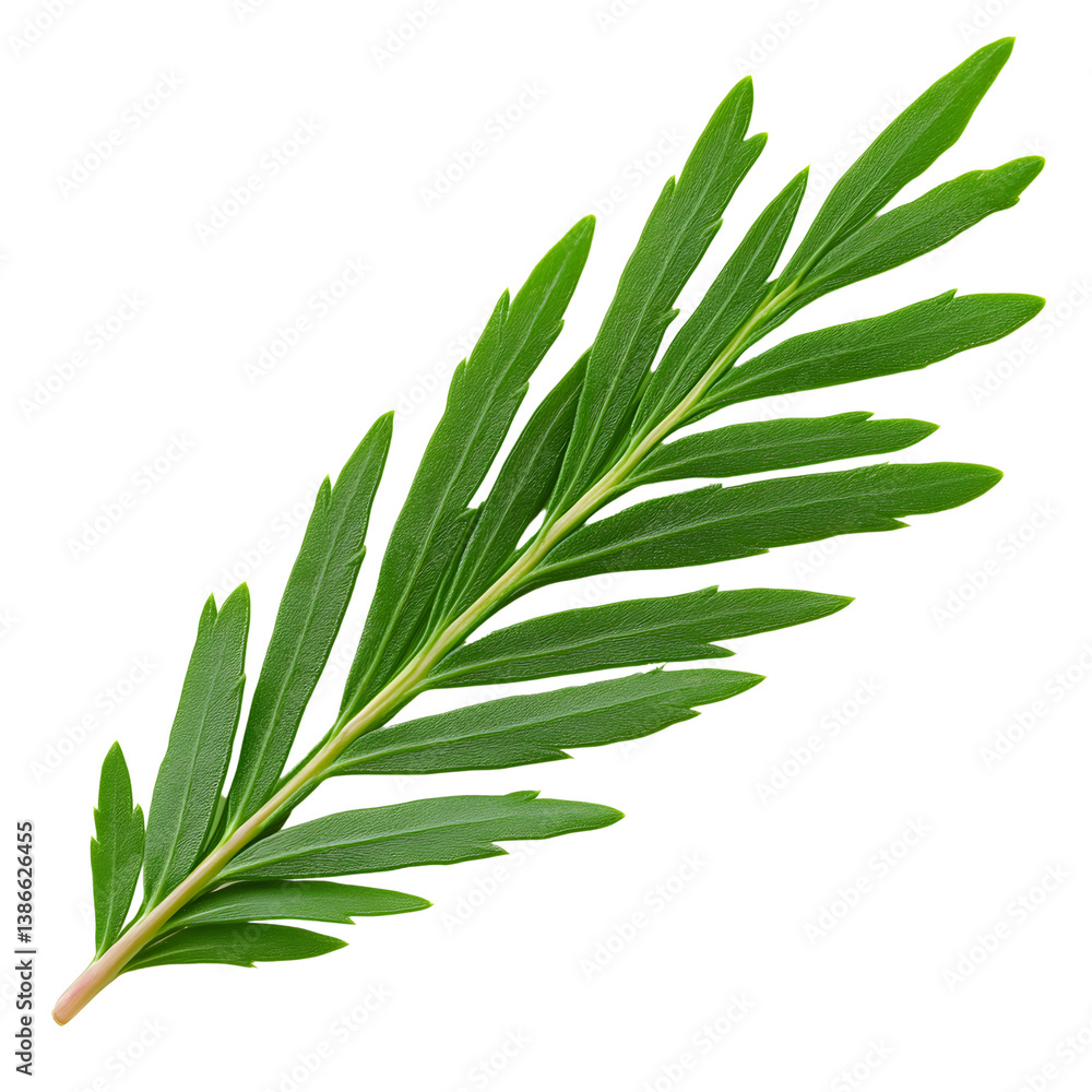 Fototapeta premium Isolated Cypress Leaf on White