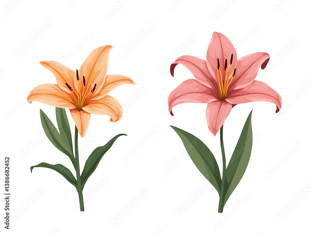 Naklejka premium Decorative flower clipart of orange and pink lilies nature illustrative artwork botanical environment close-up view,cut out,isolated, transparent background