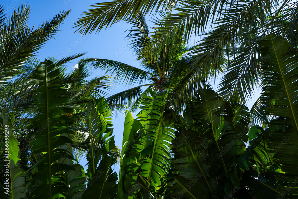 Fototapeta premium Texture of tropical palm leaves. Pattern of palm leaves. Palm background. Green leaves wallpaper. Exotic jungle foliage. Green leaves tropical greenery. Green pattern. Green palm background.