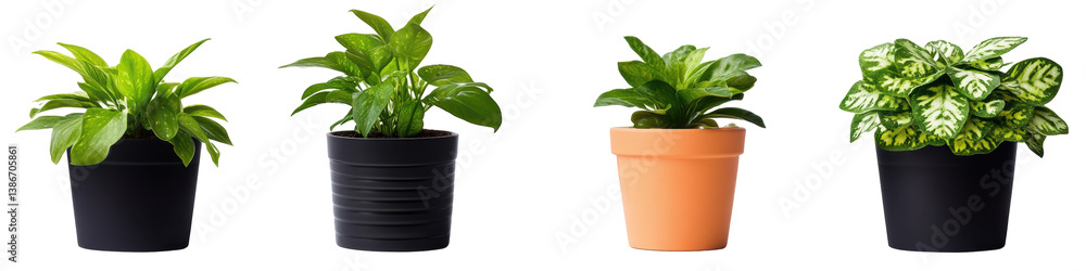 Fototapeta premium Four decorative potted plants with varying foliage types, each in distinct pots, showcasing vibrant green leaves and differing textures.