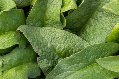 Close up green leave tropical forest plant.
