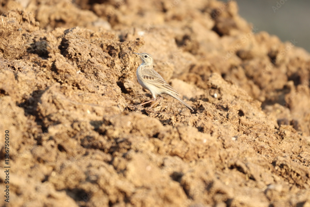Tawni pipit Tawni pipit
