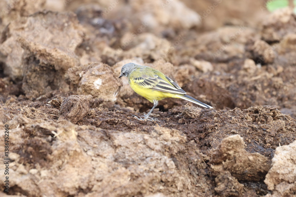 Wagtail yellow Wagtail yellow