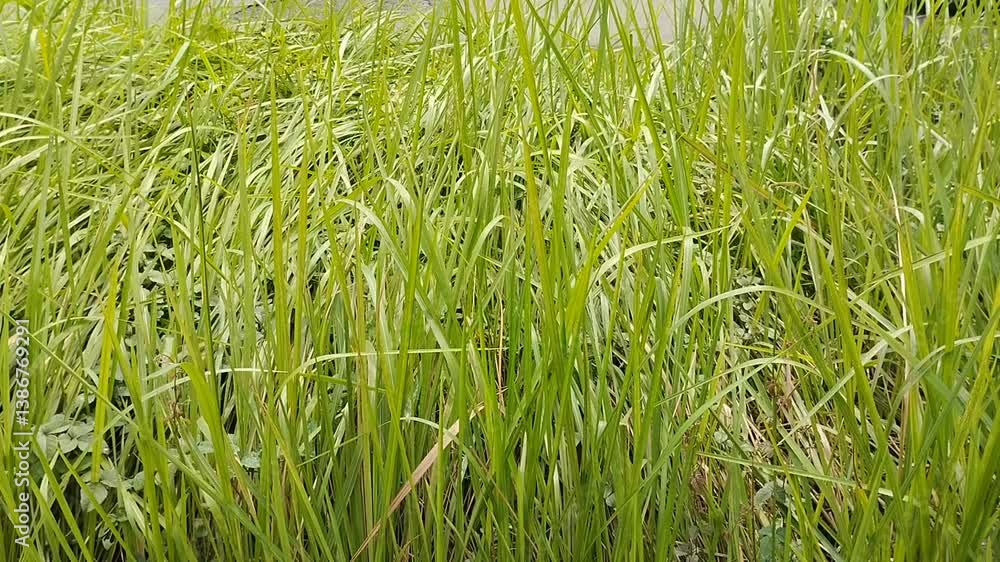 elephant grass or naper grass, or cane grass (Pennisetum purpureum). This grass is used for animal feed elephant grass or naper grass, or cane grass (Pennisetum purpureum). This grass is used for animal feed