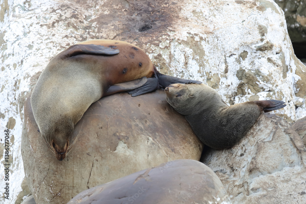 Neuseeländischer Seebär / New Zealand fur seal / Arctocephalus forsteri.