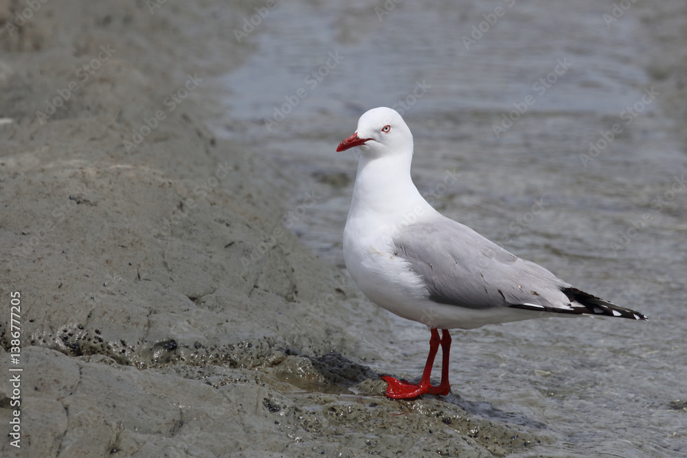 Rotschnabelmöwe / Red-billed gull / Larus scopulinus