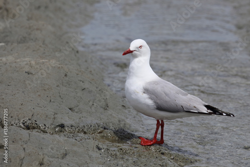 Obraz na płótnie Rotschnabelmöwe / Red-billed gull / Larus scopulinus w salonie