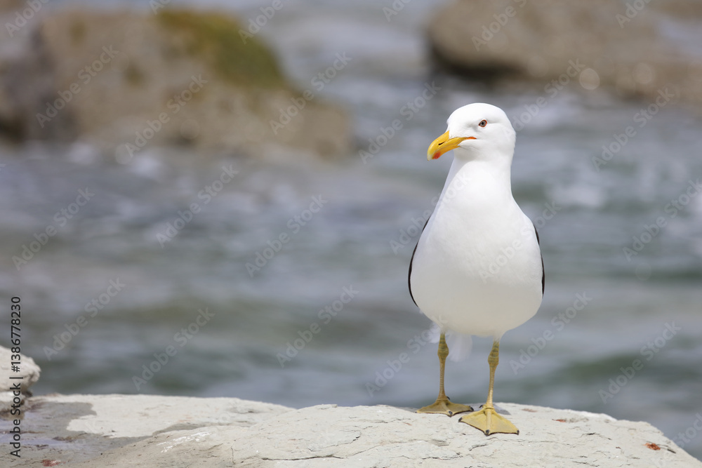 Dominikanermöwe / Southern black-backed gull / Larus dominicanus