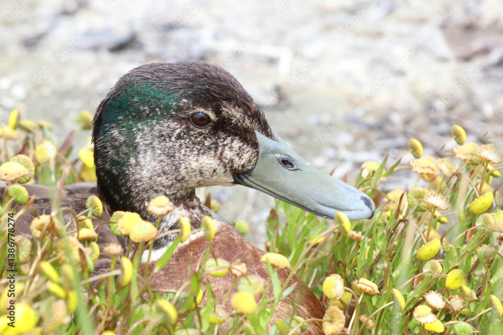Stockente / Mallard / Anas platyrhynchos..