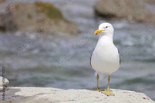 Obraz na płótnie Dominikanermöwe / Southern black-backed gull / Larus dominicanus w salonie