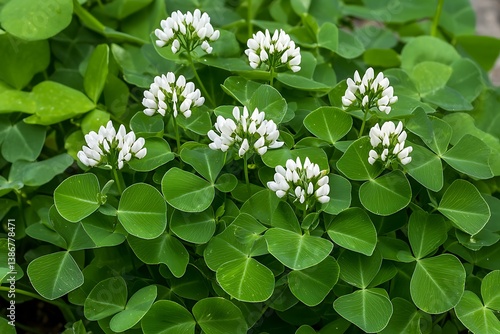 Beautiful White Flowers Blooming Among Green Clover Leaves