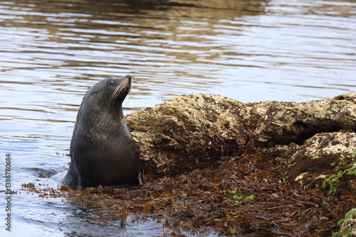 Obraz na płótnie Neuseeländischer Seebär / New Zealand fur seal / Arctocephalus forsteri w salonie