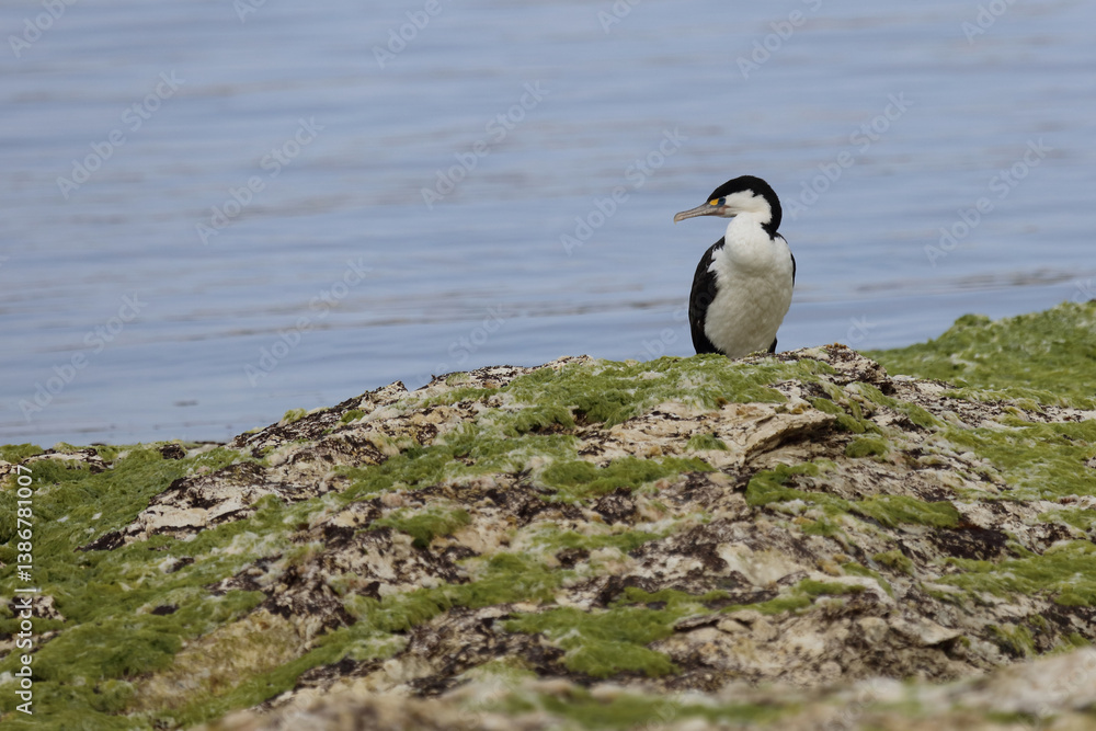 Elsterscharbe / Australian pied cormorant / Phalacrocorax varius