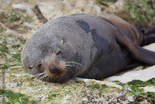 Neuseeländischer Seebär / New Zealand fur seal / Arctocephalus forsteri