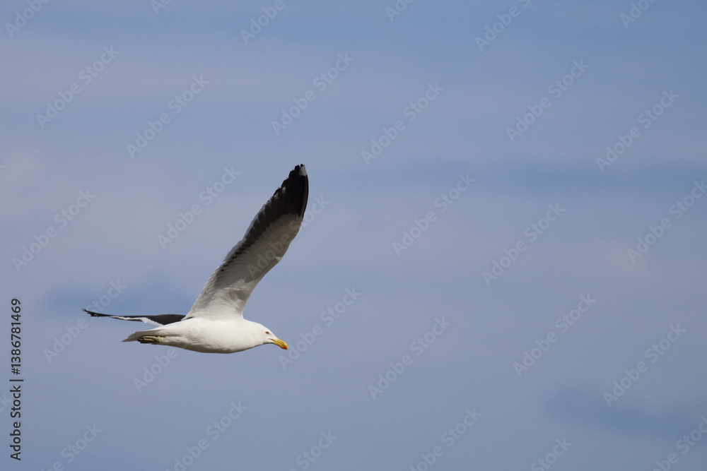 Dominikanermöwe / Southern black-backed gull / Larus dominicanus.