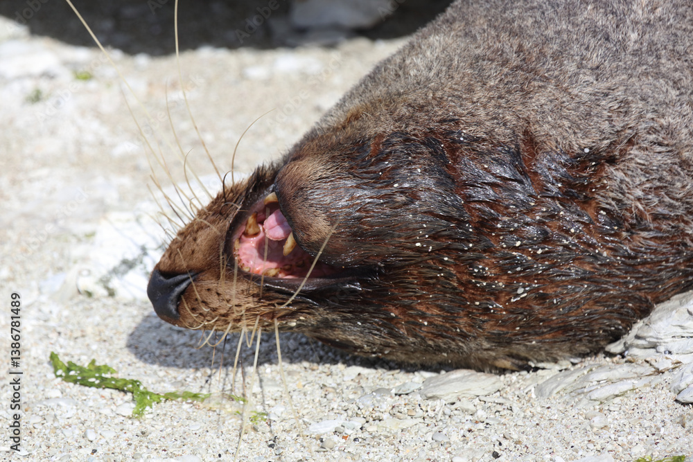 Neuseeländischer Seebär / New Zealand fur seal / Arctocephalus forsteri..