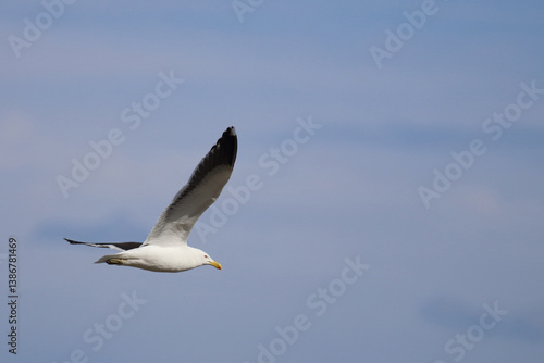 Obraz na płótnie Dominikanermöwe / Southern black-backed gull / Larus dominicanus. w salonie