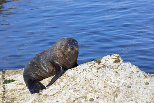 Obraz na płótnie Neuseeländischer Seebär / New Zealand fur seal / Arctocephalus forsteri w salonie