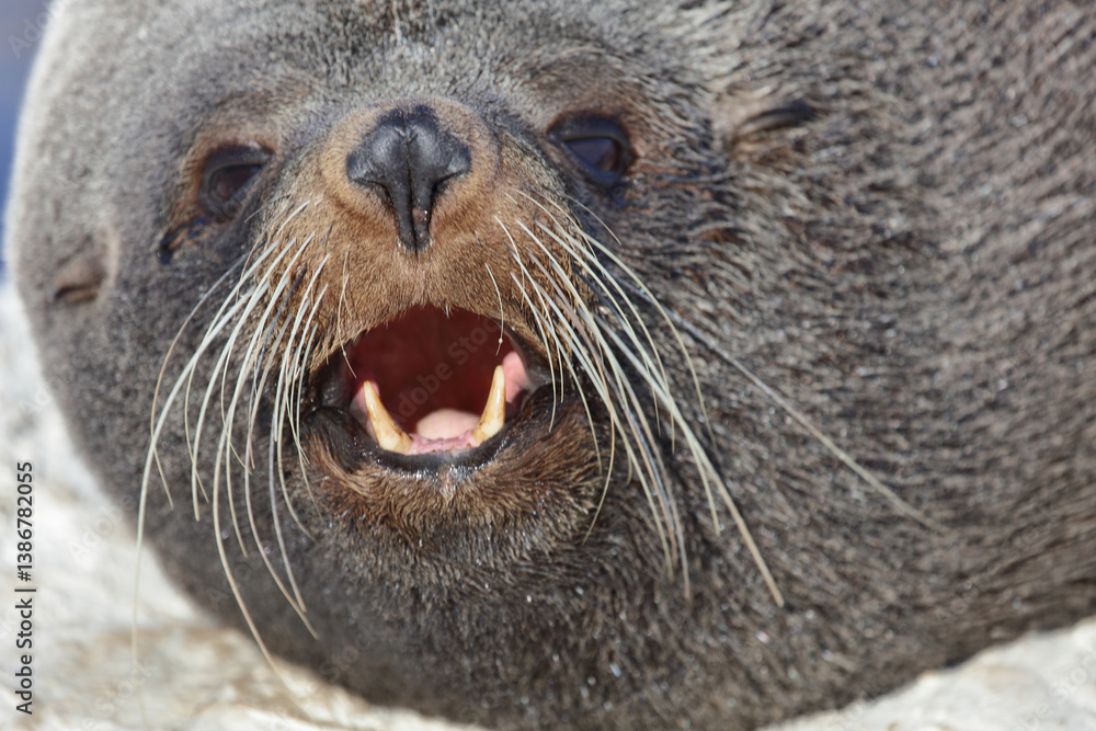Neuseeländischer Seebär / New Zealand fur seal / Arctocephalus forsteri..