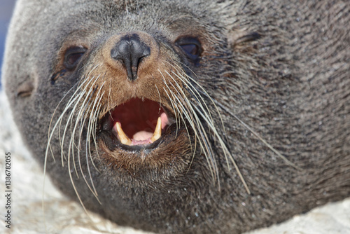 Neuseeländischer Seebär / New Zealand fur seal / Arctocephalus forsteri..