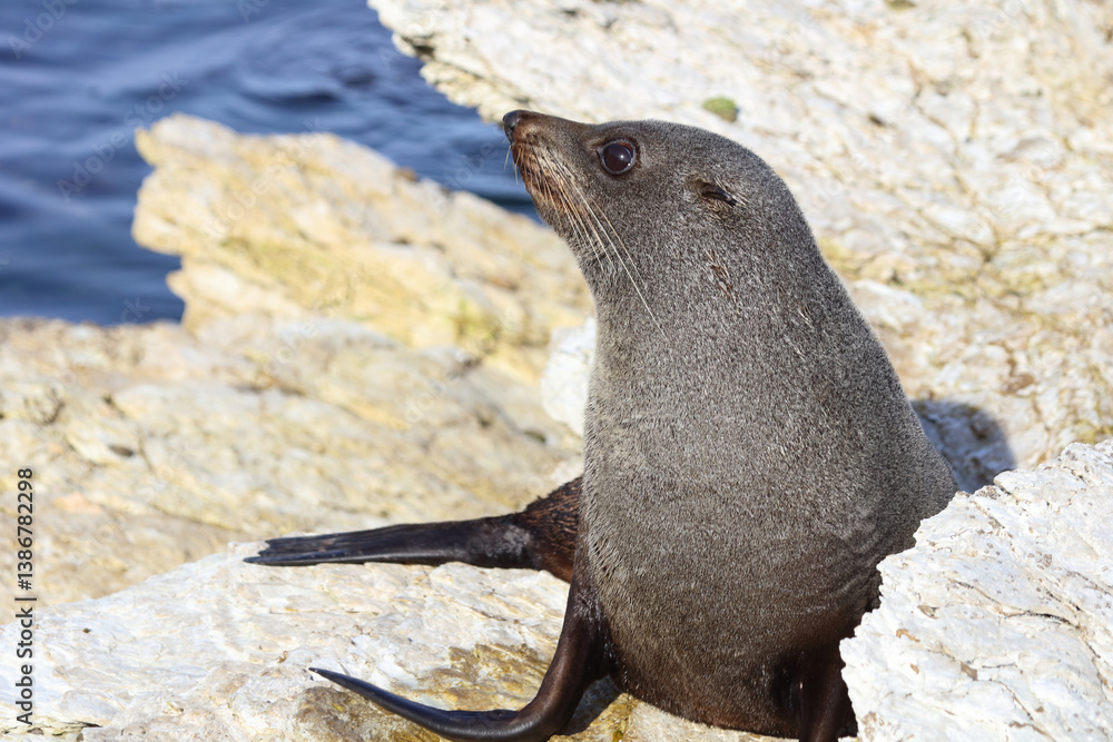 Neuseeländischer Seebär / New Zealand fur seal / Arctocephalus forsteri