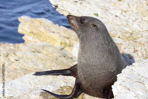 Obraz na płótnie Neuseeländischer Seebär / New Zealand fur seal / Arctocephalus forsteri w salonie