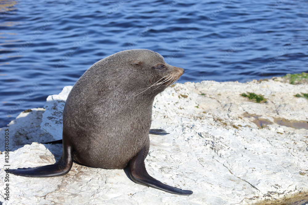 Neuseeländischer Seebär / New Zealand fur seal / Arctocephalus forsteri