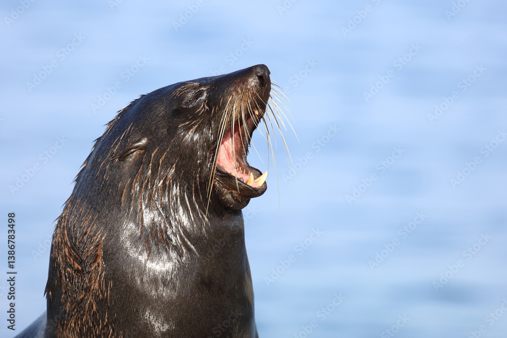 Neuseeländischer Seebär / New Zealand fur seal / Arctocephalus forsteri..