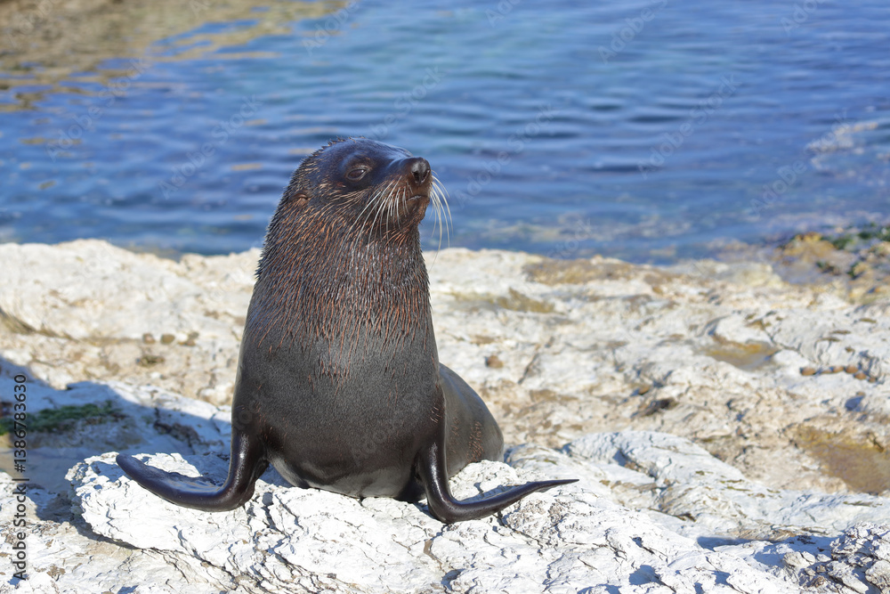 Neuseeländischer Seebär / New Zealand fur seal / Arctocephalus forsteri