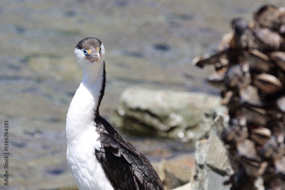 Elsterscharbe / Australian pied cormorant / Phalacrocorax varius