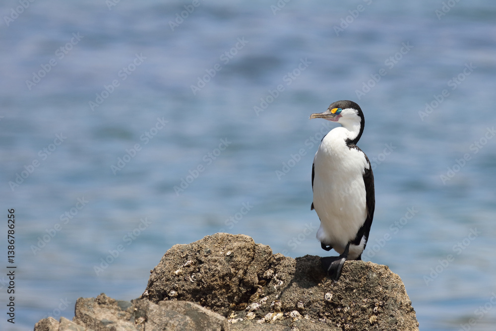 Elsterscharbe / Australian pied cormorant / Phalacrocorax varius