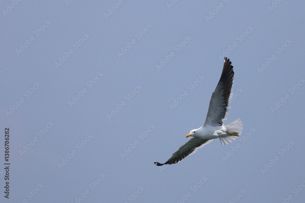 Dominikanermöwe / Southern black-backed gull / Larus dominicanus.