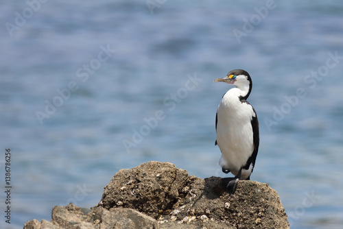 Obraz na płótnie Elsterscharbe / Australian pied cormorant / Phalacrocorax varius w salonie