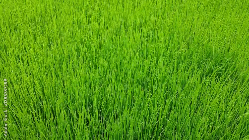 Small rice seeds ready to be sown Small rice seeds ready to be sown