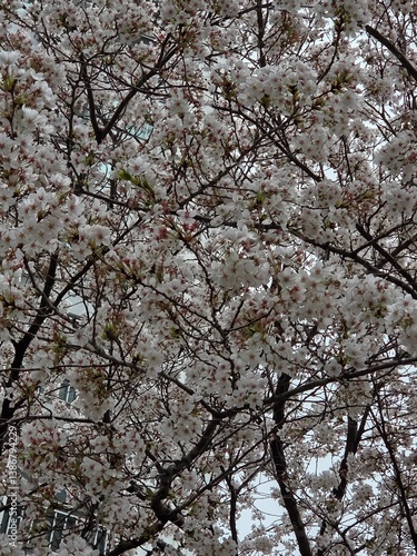 almond tree blossom