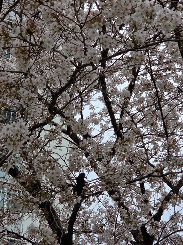 cherry blossom in spring