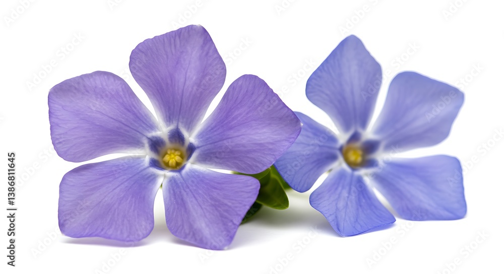 Obraz premium Periwinkle Pair: Delicate Floral Study AI Generated