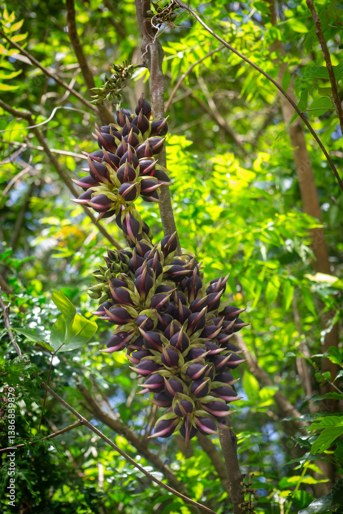 Obraz premium 奄美大島の植物, ウジルカンダ(イルカンダ)の花,春、