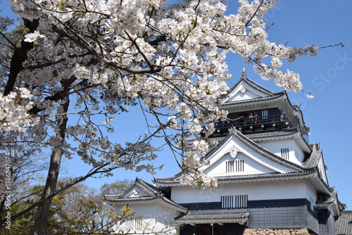 Cherry blossom and old castle in Japan / 満開の桜の花と日本の戦国古城(岡崎城)
