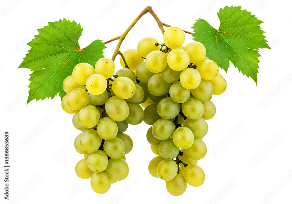 Fresh Bunch of Green Grapes with Leaves Isolated on White Background. Fresh Bunch of Green Grapes with Leaves Isolated on White Background.