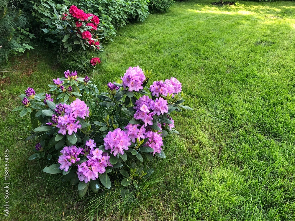 Naklejka premium Lush garden with vibrant purple and red rhododendrons in full bloom