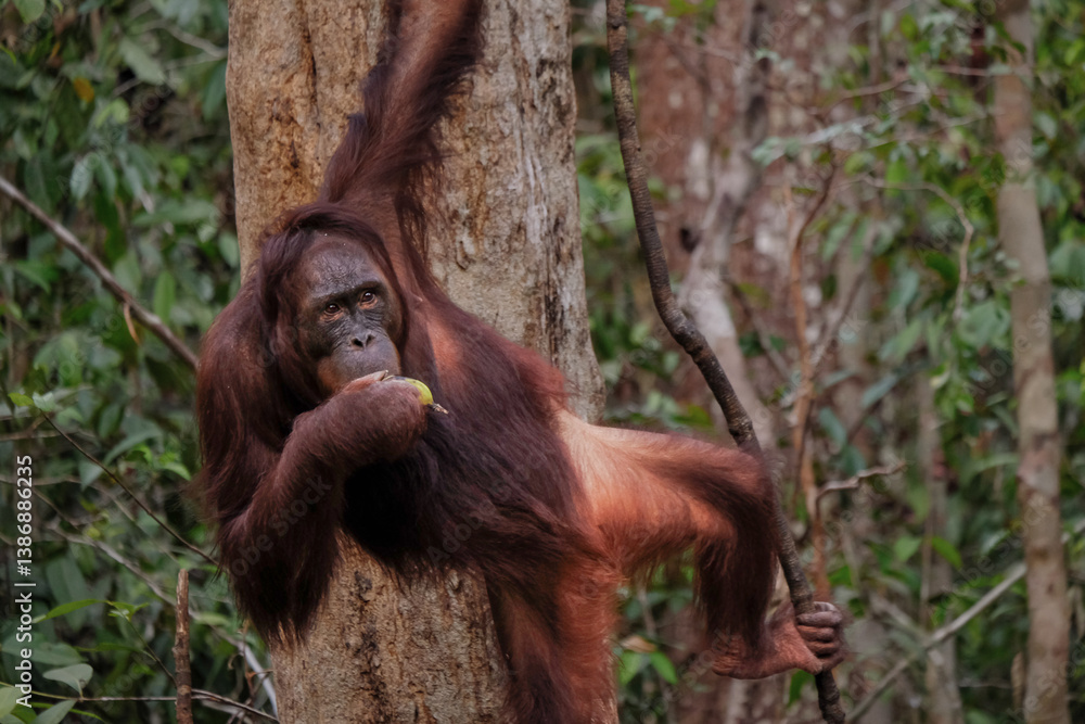 Naklejka premium A orangutan and her baby swings gracefully from a tree branch in the lush rainforest of Borneo, showcasing its agility in the canopy.