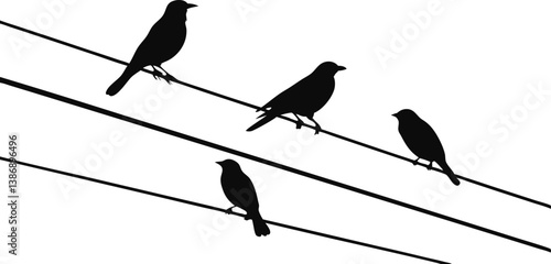 birds on a wire