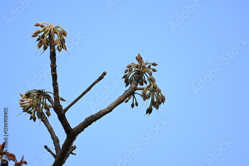 Madhuca longifolia flower in the tree. Its known as Mahua. This is edible. Its common names madhuka, mahura, madkam, mahu Butter Tree, mahura, mahwa, mohulo, Iluppai, Mee and Ippa chettu.
 photo