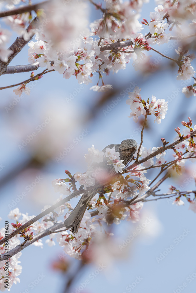 Amidst network of delicate cherry blossoms, a brown-eared blu blu perches gracefully. Blending seamlessly with its floral surroundings, the bird collects pollen on its beak while eating the blossom. Amidst network of delicate cherry blossoms, a brown-eared blu blu perches gracefully. Blending seamlessly with its floral surroundings, the bird collects pollen on its beak while eating the blossom.