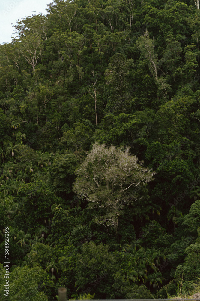 View to mountains and green jungle landscape