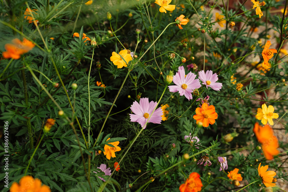 Fototapeta premium Vibrant garden filled with blooming cosmos flowers