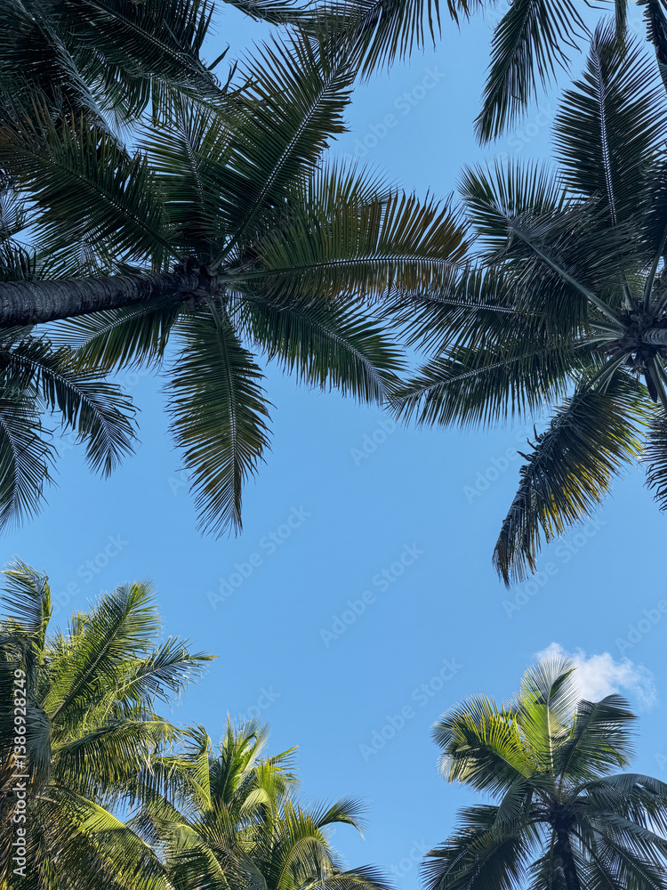 Palm trees silhouetted against a bright blue sky Palm trees silhouetted against a bright blue sky